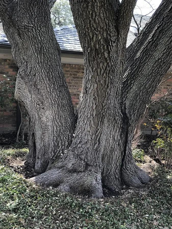 Mature heritage tree close to a Cedarville property cared for by certified arborists